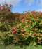 DSC00082.JPG