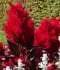 DSC00100.JPG