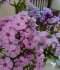 DSC09972.JPG