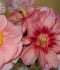 DSC00967.JPG