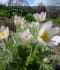 DSC09230.JPG