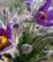 DSC09235.JPG