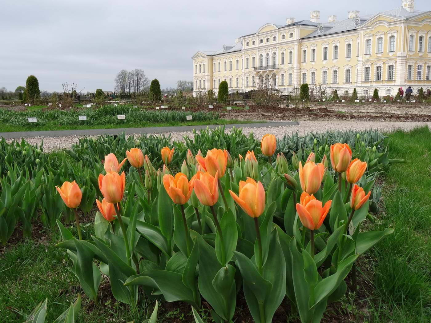 Pavasaris, tulpju ziedēšanas sākums /30.04.2015./