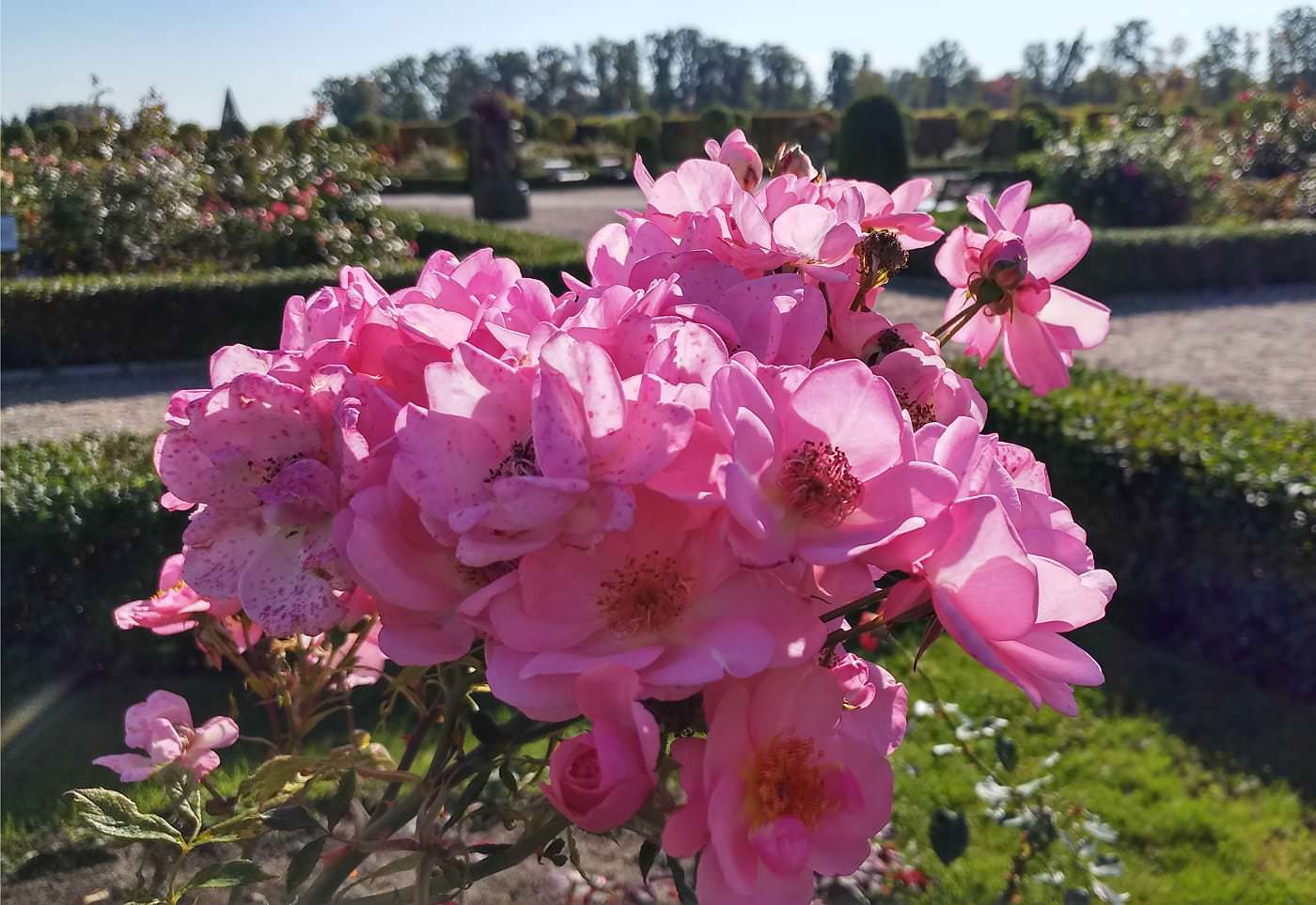 Autumn roses. /26.09.2017./