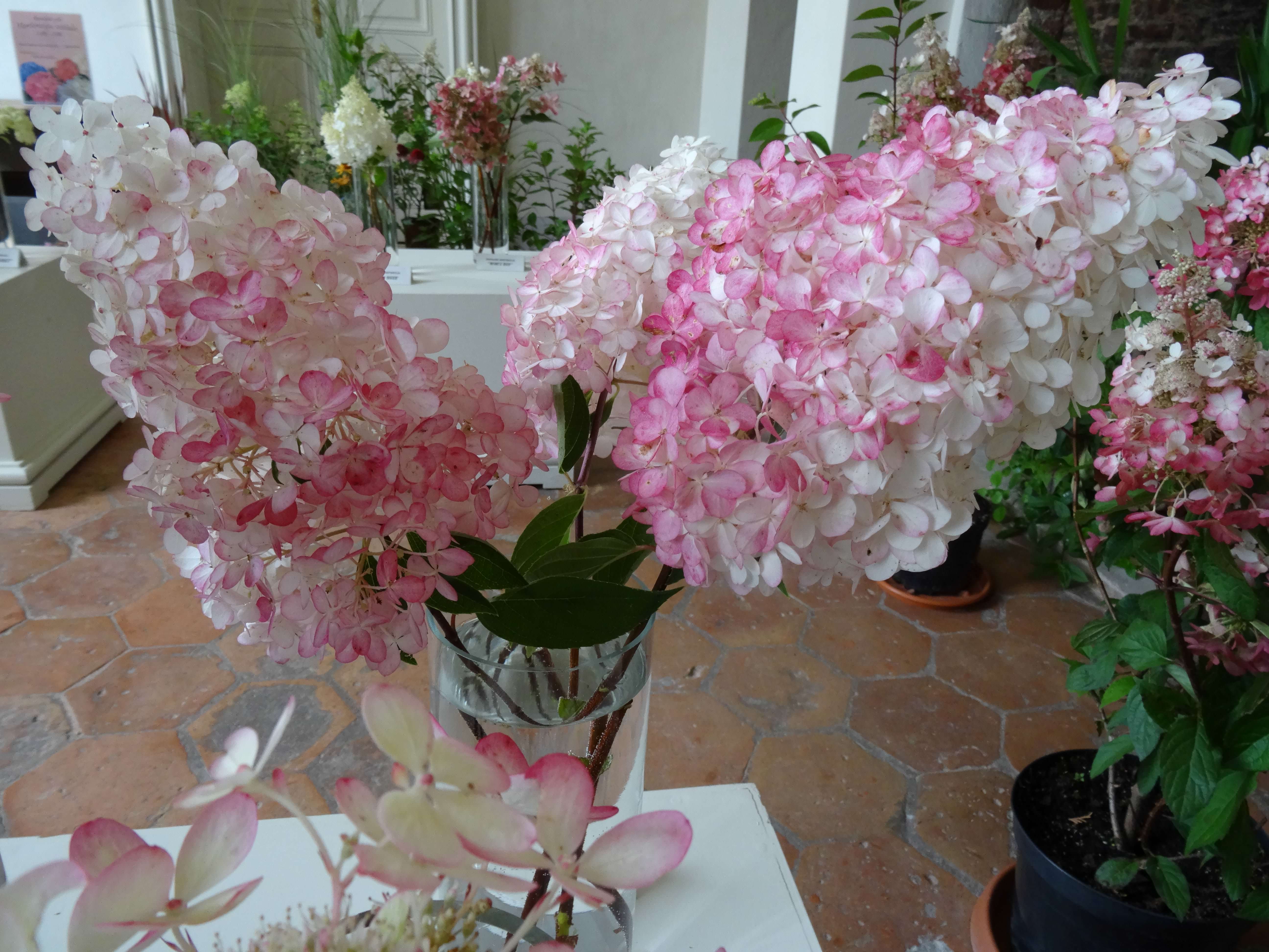 Hydrangea exhibition /01.09. - 02.09./