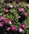 burgundy rose parvifolia