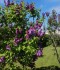 IMG_20200525_155520