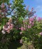 IMG_20200525_155603