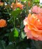 DSC02164