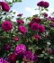 DSC02185
