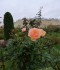 IMG_20191017_123819