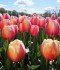 IMG_20200507_130557